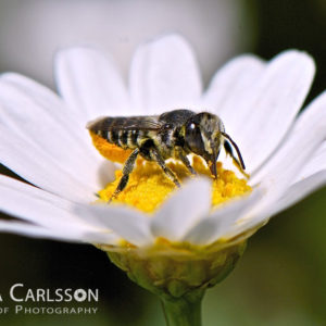 Biene auf Blüte - Herzlich willkommen auf meinen Foto-Blog