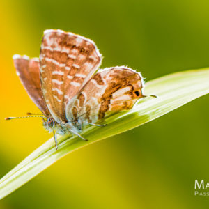 Schmetterling auf Zitronengras - Willkommensgruß auf meinem Foto-Blog