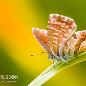 Schmetterling auf Zitronengras (f/8, ISO 125, 105mm, 1/160sek.)8, ISO 125, 105mm, 1/160sek.) - Kamera: NIKON D750, Objektiv: AF-S VR MICRO-NIKKOR 105 MM 1:2,8G IF-ED