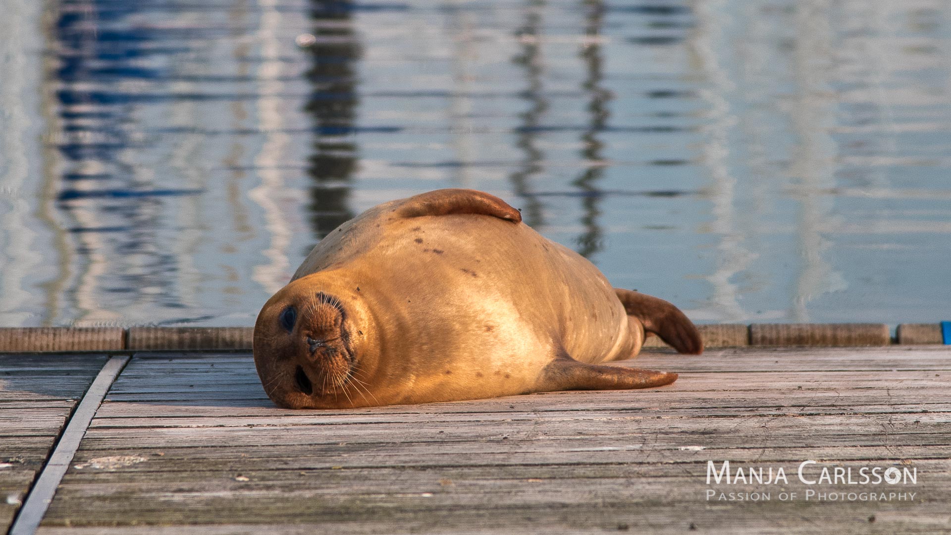 Seehund auf Anlegesteg genießt die letzten Sonnenstrahlen am Abend
