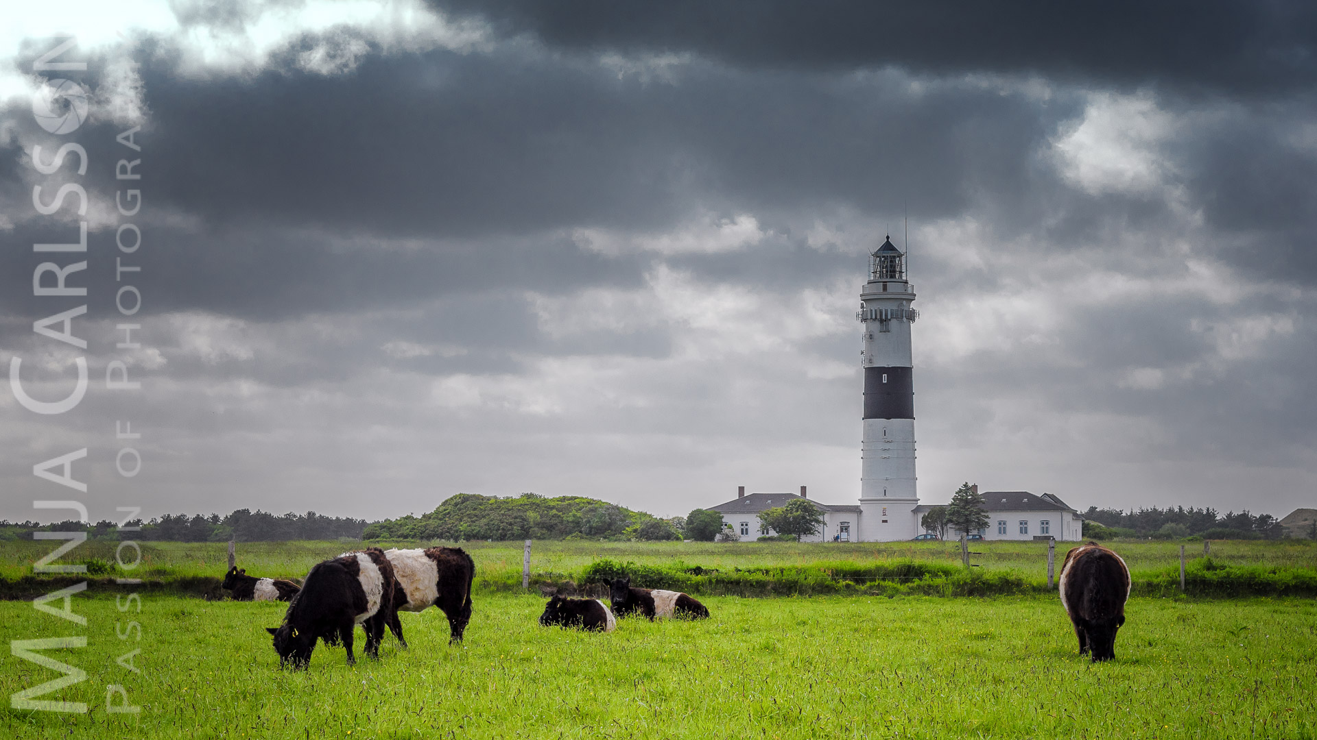 Schwarz-weiß-gestreifter Leuchtturm in Kampen mit schwarz-weiß-gestreiften Kühen auf der Wiese