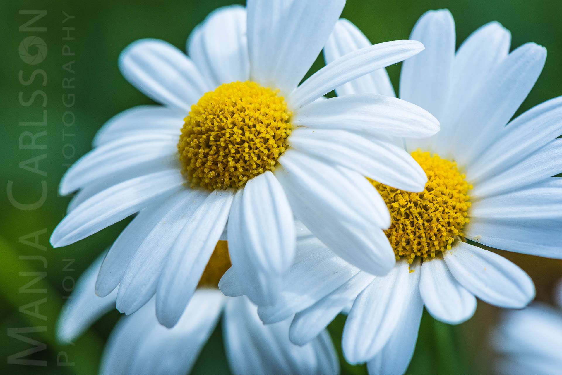 Margeriten Blüten