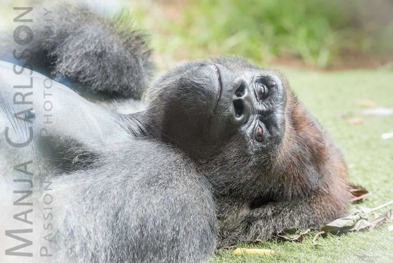 Im Augenkontakt mit dem Gorilla