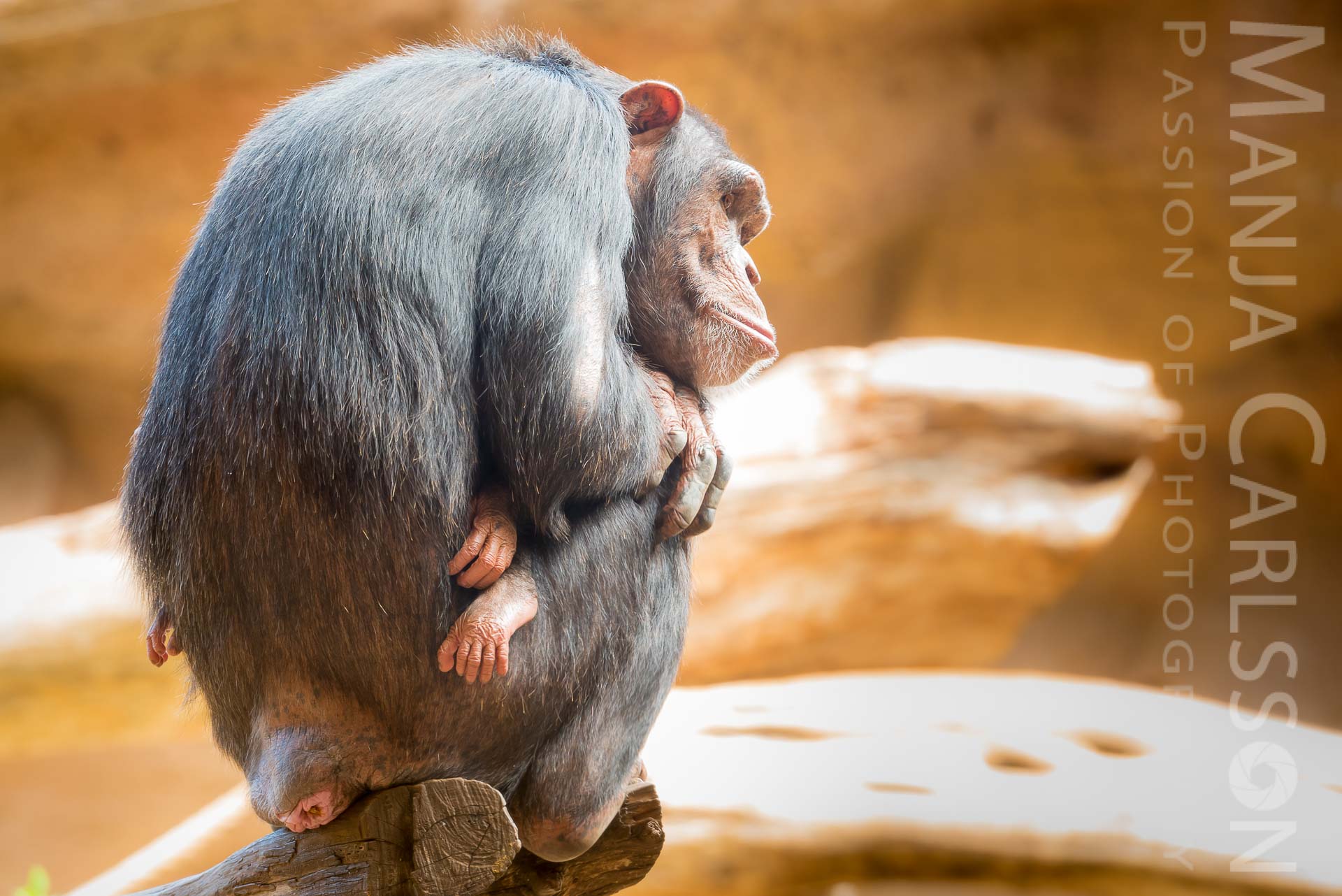 Schimpansen-Mutter mit Kind blickt auf