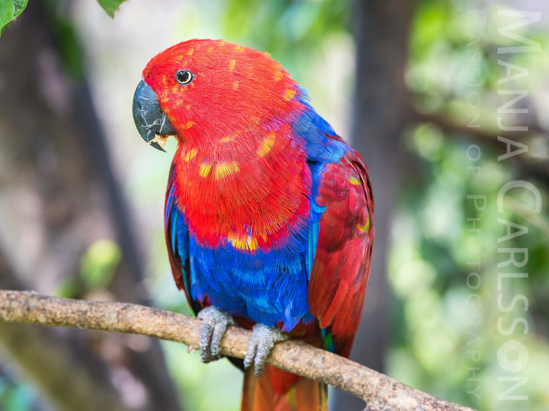 roter Papagei (Neuguinea-Edelpapagei)