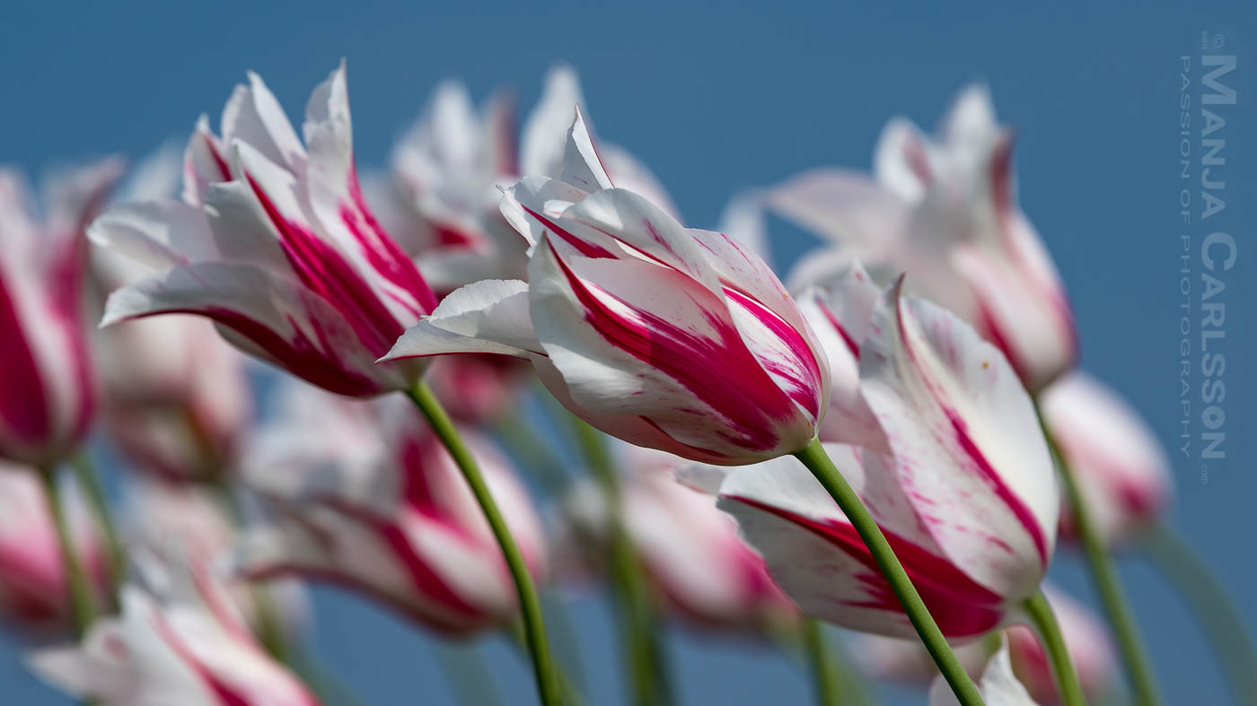 Weiß-rosa Tulpen werden ordentlich durchpusten