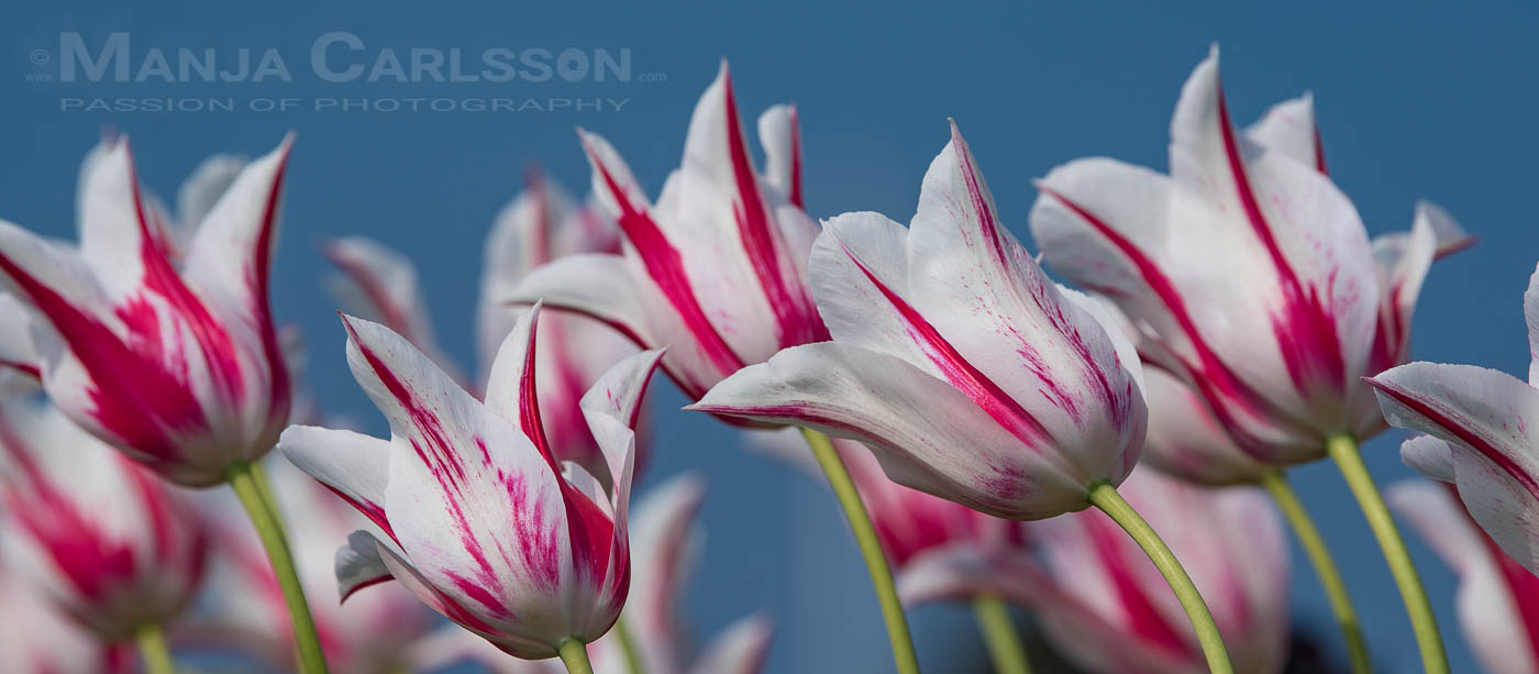 Weiß-rosa Tulpen im Wind mit blauen Himmel.
