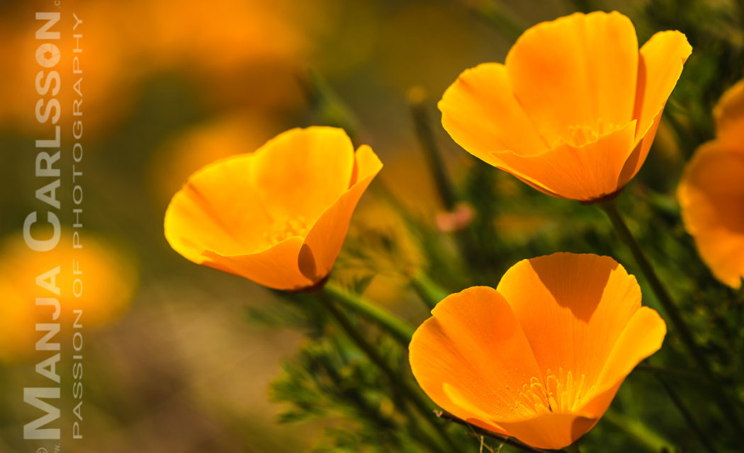 kalifornische Mohnblumen - Goldmohn auf Teneriffa