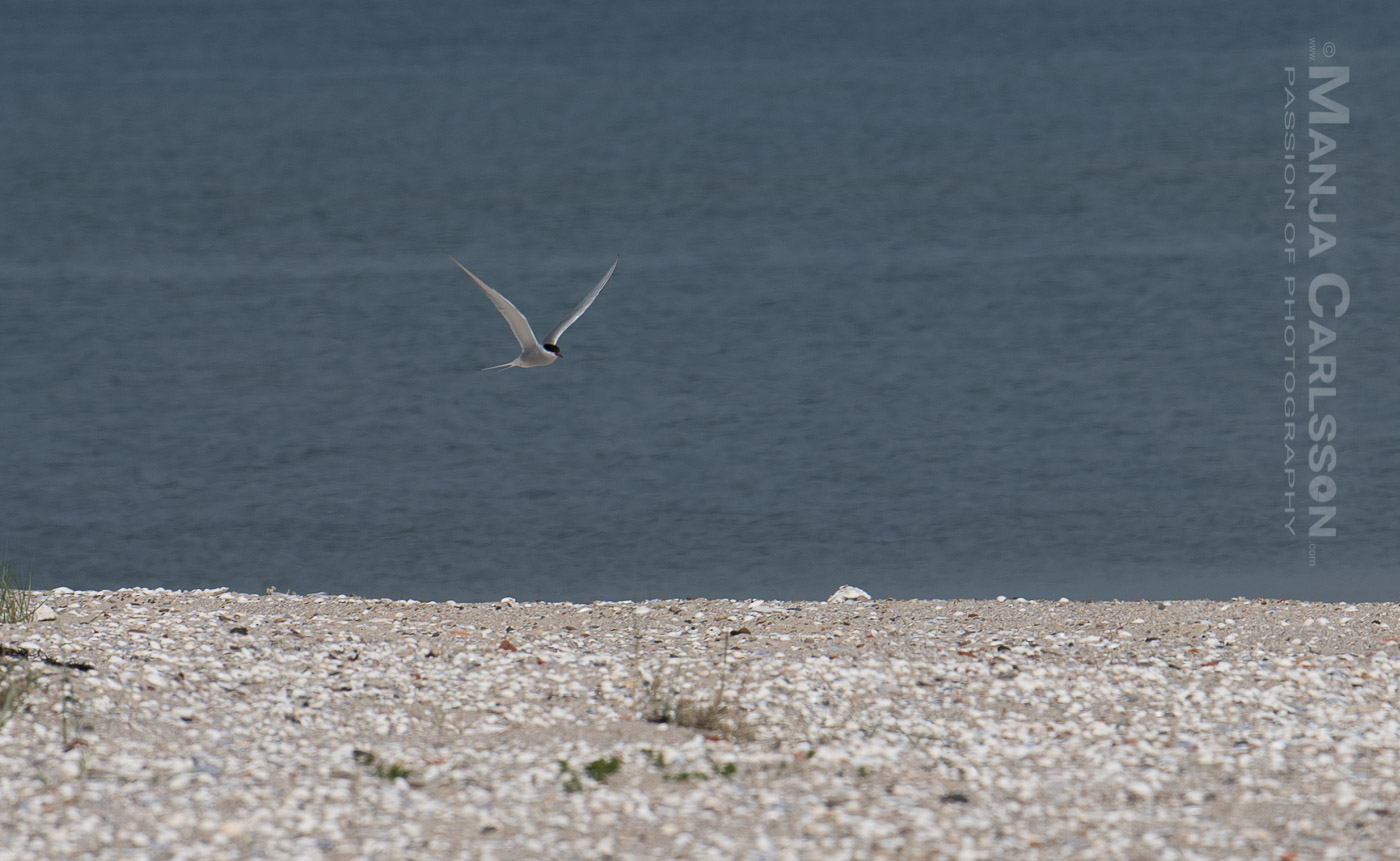 Mein erstes Foto-Erlebnis mit Küstenvögel. Hier eine Küstenseeschwalbe auf Sylt am Ellenbogen in der Ferne dicht über dem Strand auf Nahrungssuche