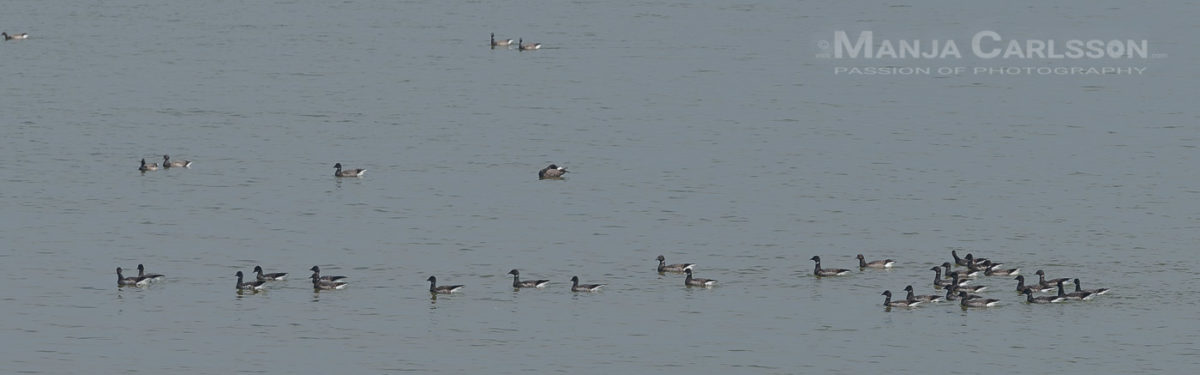 Ringelgänse auf Uthörn - kleine Nebeninsel der nordfriesischen Nordseeinsel Sylt