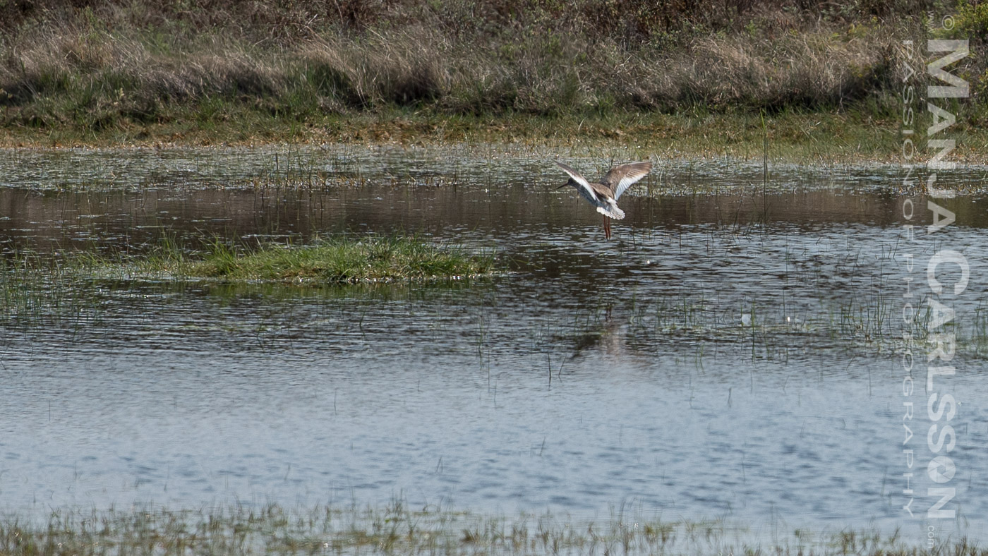 Mein erstes Foto-Erlebnis mit Küstenvögel. Der Rotschenkel mit lang ausgebreiteten Flügeln ist ebenfalls im Landeanflug auf der überfluteten Moorwiese in der Ferne.