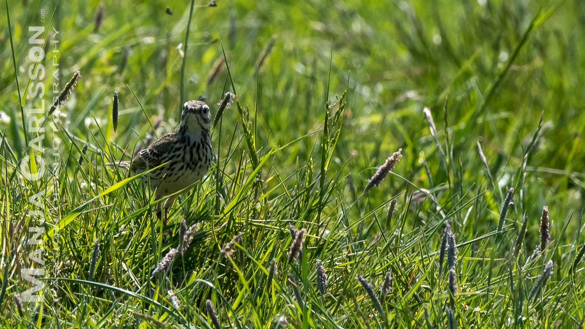Vogelvielfalt Rantumer Hafenbucht. Die trillernde Feldlerche macht eine kurze Pause im Gras.