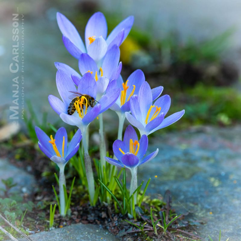 Krokusse zwischen Pflastersteinen mit Biene in nächster Blüte