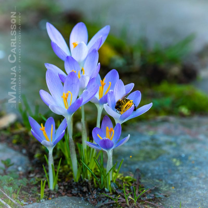 Krokusse zwischen Pflastersteinen- Biene in Blüte