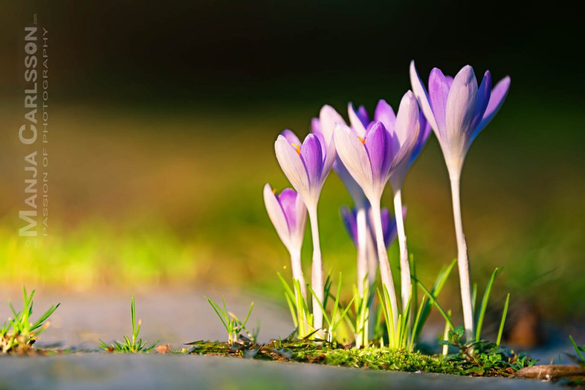 Die kleinen zarten lila weiß farbenen Krokusse zwischen Pflastersteinen leuchten im schrägen abendlichen Sonnenlicht