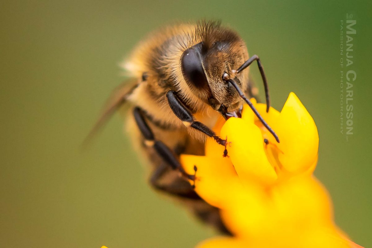 Bienchen auf Asclepiadoideae Blüte (Seidenpflanzengewächs)