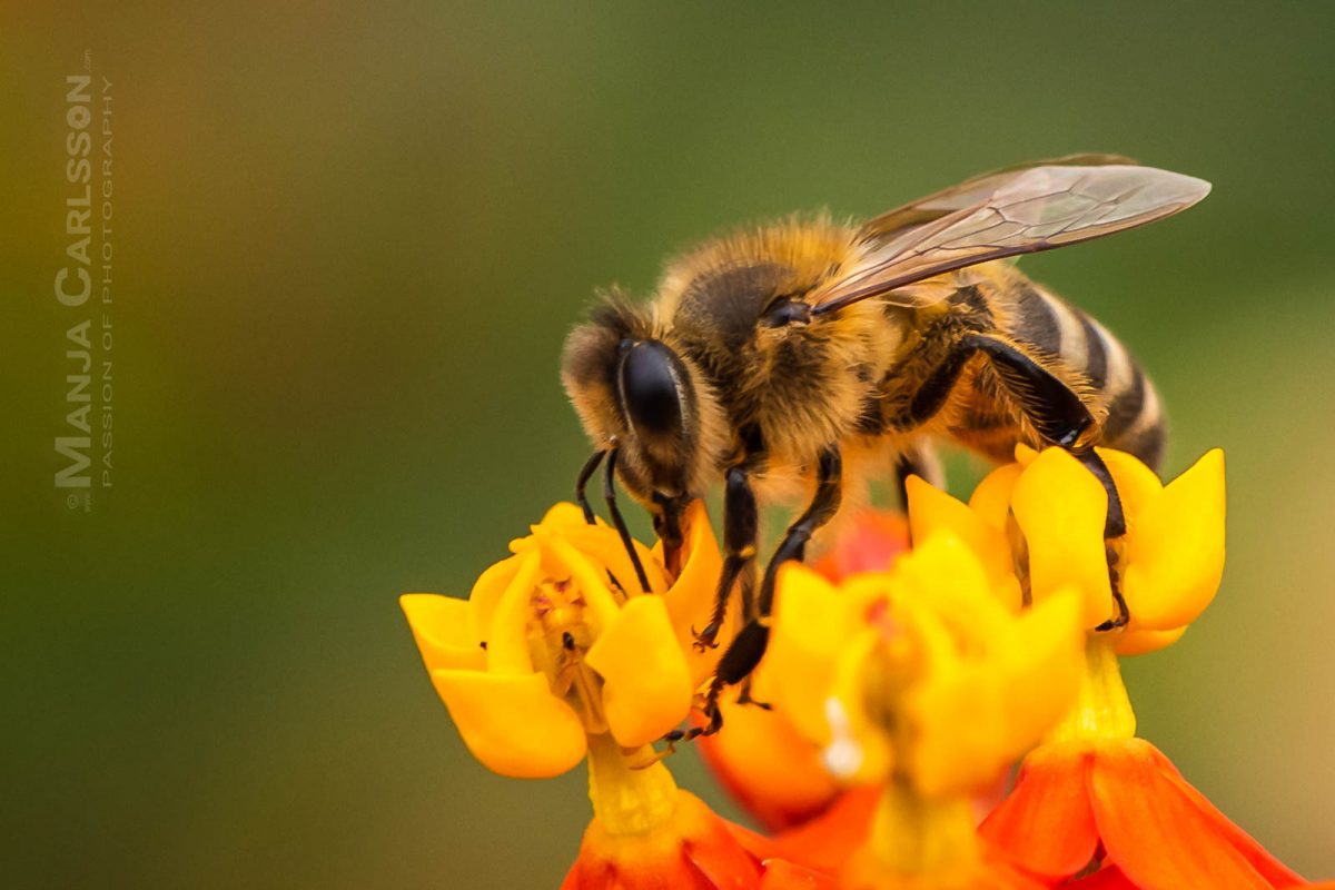 Bienchen nascht aus der Asclepiadoideae Blüte