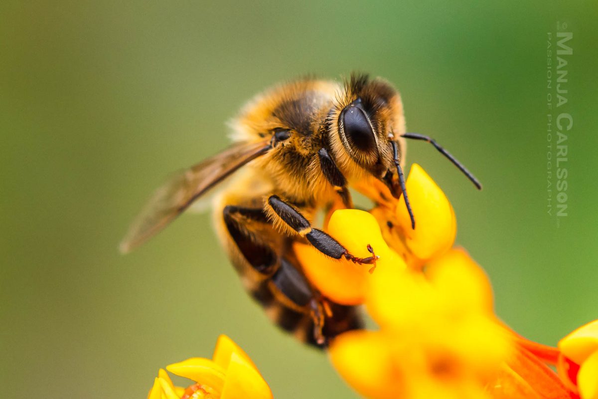 Biene auf Asclepiadoideae Blüte (Seidenpflanzengewächs)