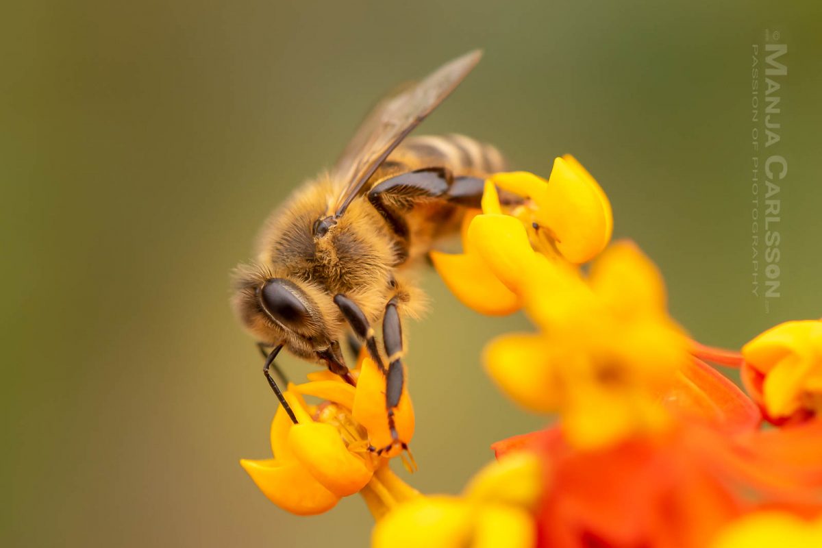 Biene wechselt die Blüte