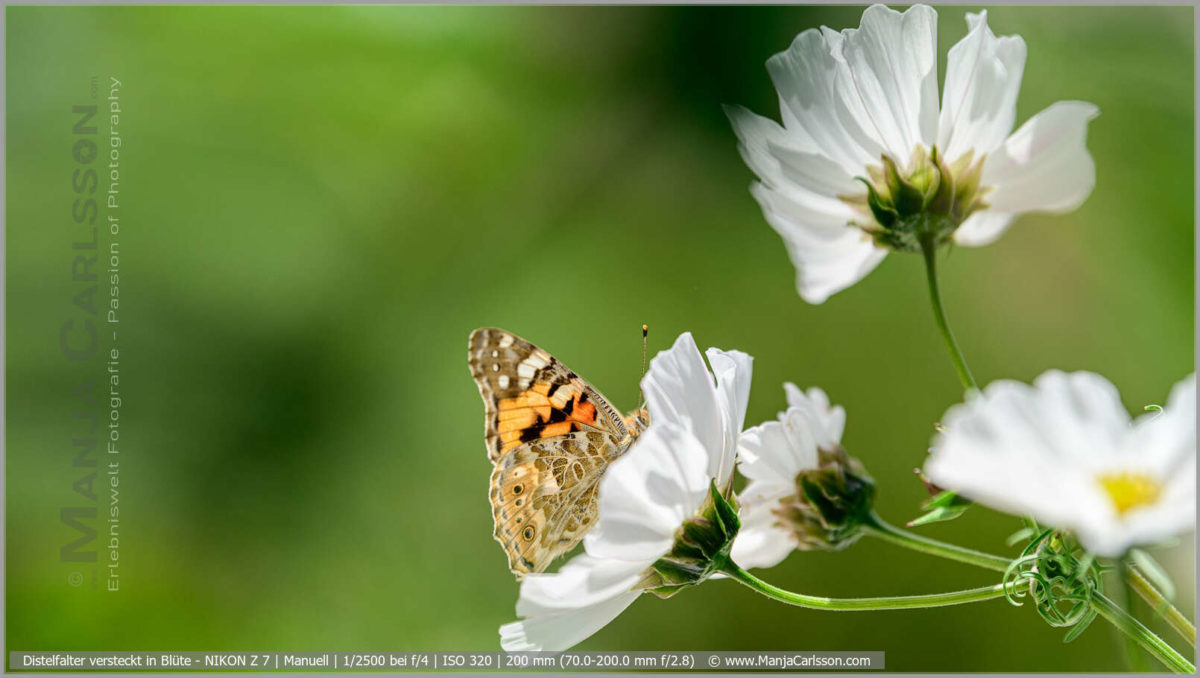 Distelfalter versteckt in Blüte