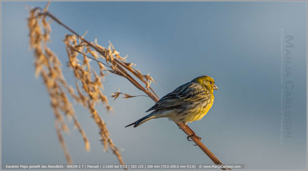 Kanarien Pieps genießt das Abendlicht