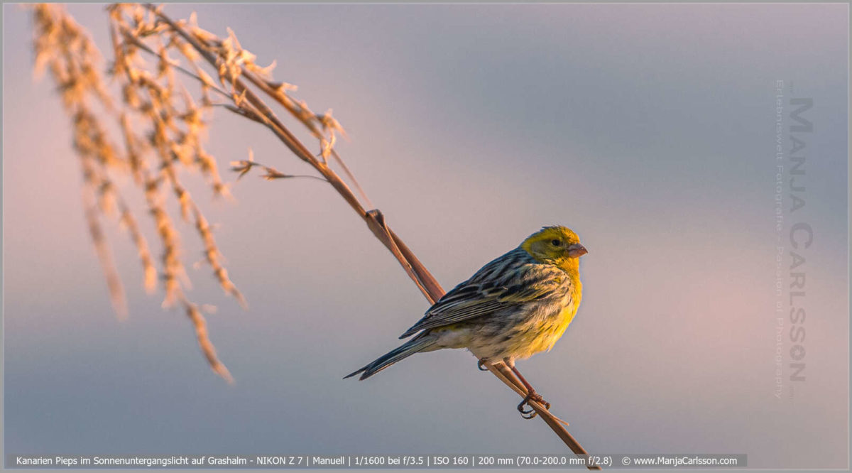 Kanarien Pieps im Sonnenuntergangslicht auf Grashalm