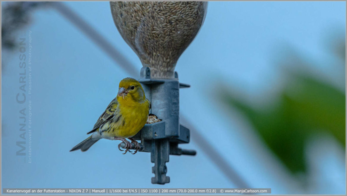 Kanarienvogel an der Futterstation