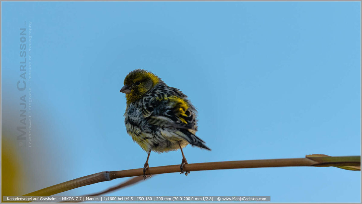 Kanarienvogel auf Grashalm