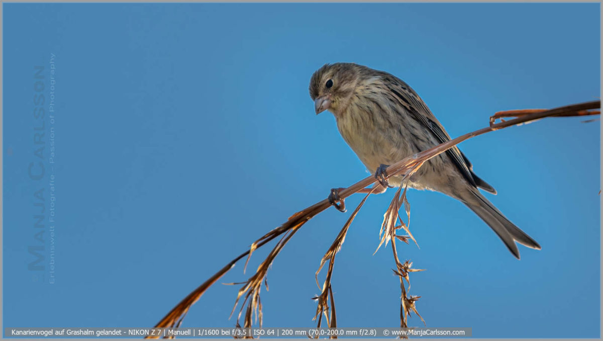 Kanarienvogel auf Grashalm gelandet