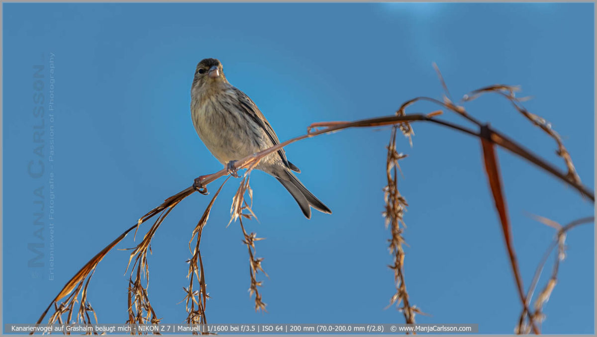 Kanarienvogel auf Grashalm beäugt mich