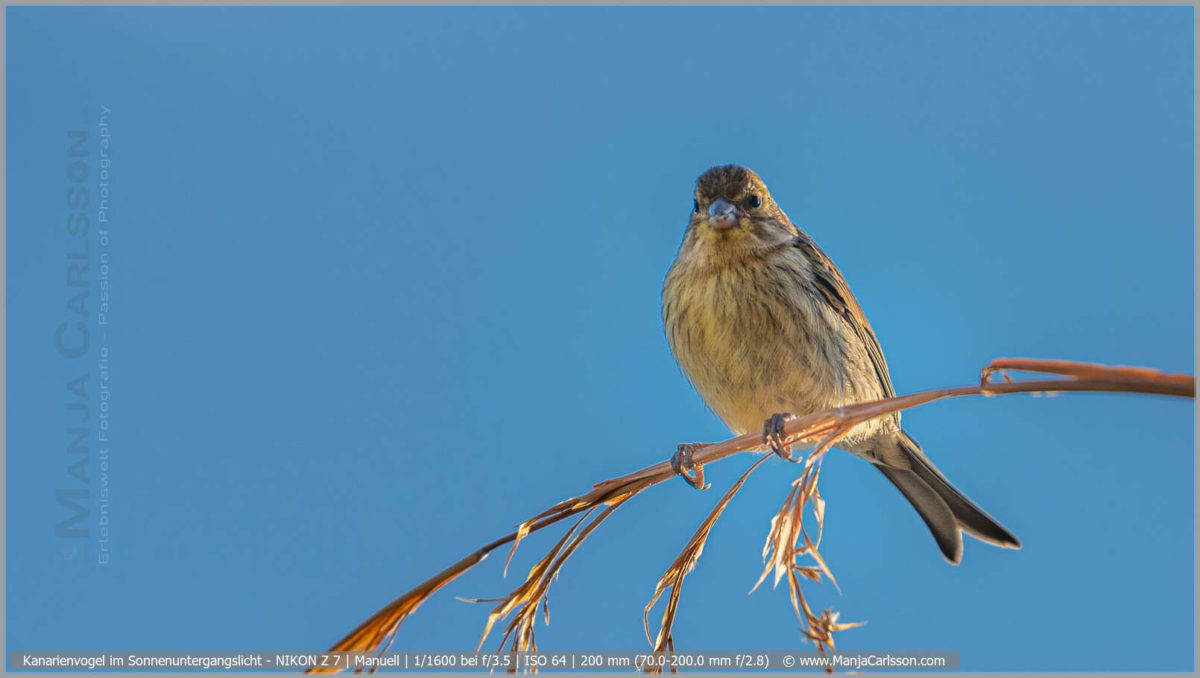 Kanarienvogel im Sonnenuntergangslicht