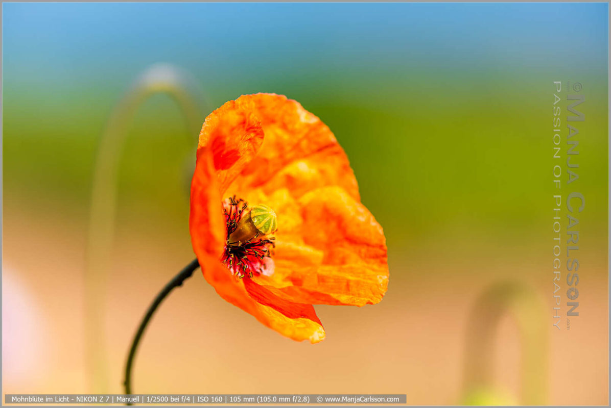 orange Mohnblüte im Sonnenlicht