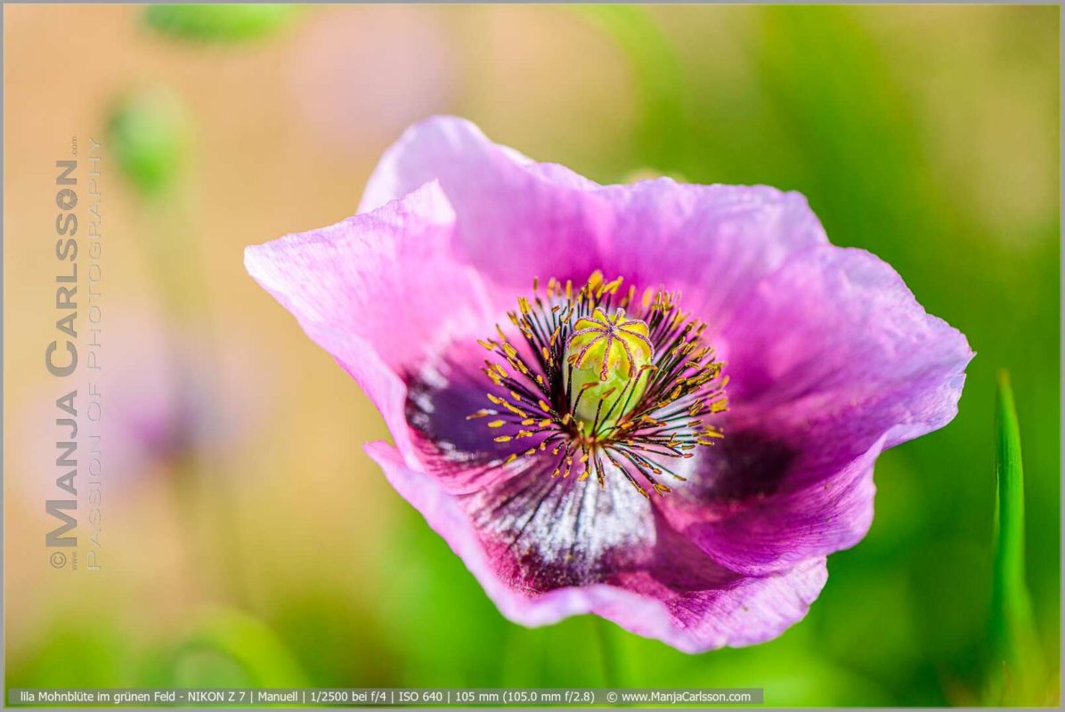 lila Mohnblüte im grünen Feld