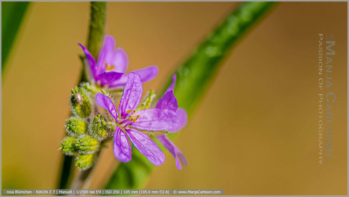 Zartes rosa Blümchen im Grünen