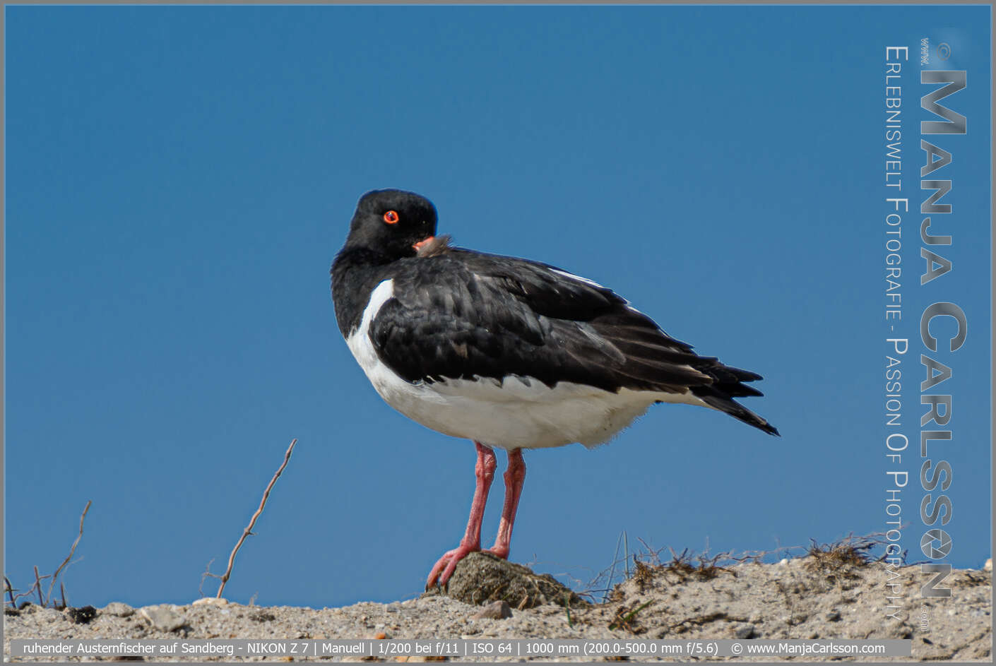 Vögel am Wattenmeer bei Koog / Sylt Manja Carlsson Passion of