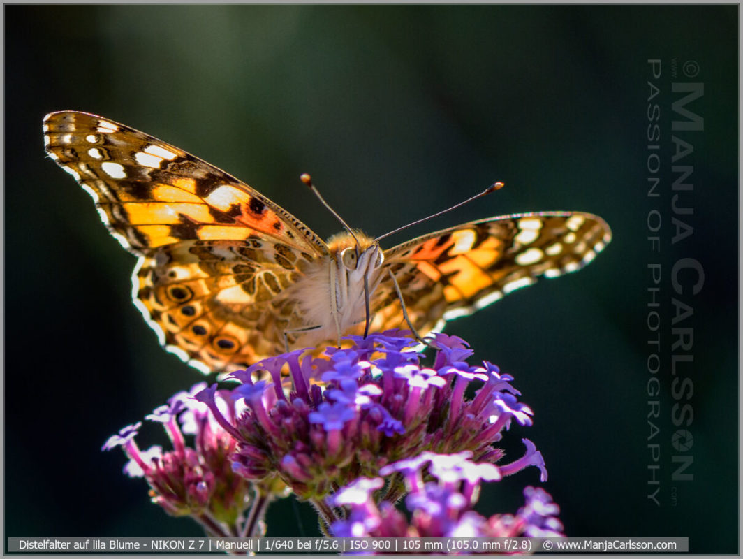 Distelfalter auf lila Blume im Gegenlicht