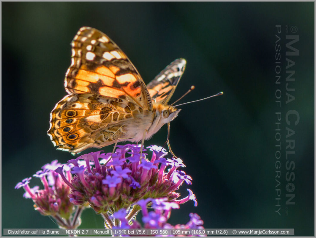 Distelfalter auf lila Blume im Gegenlicht