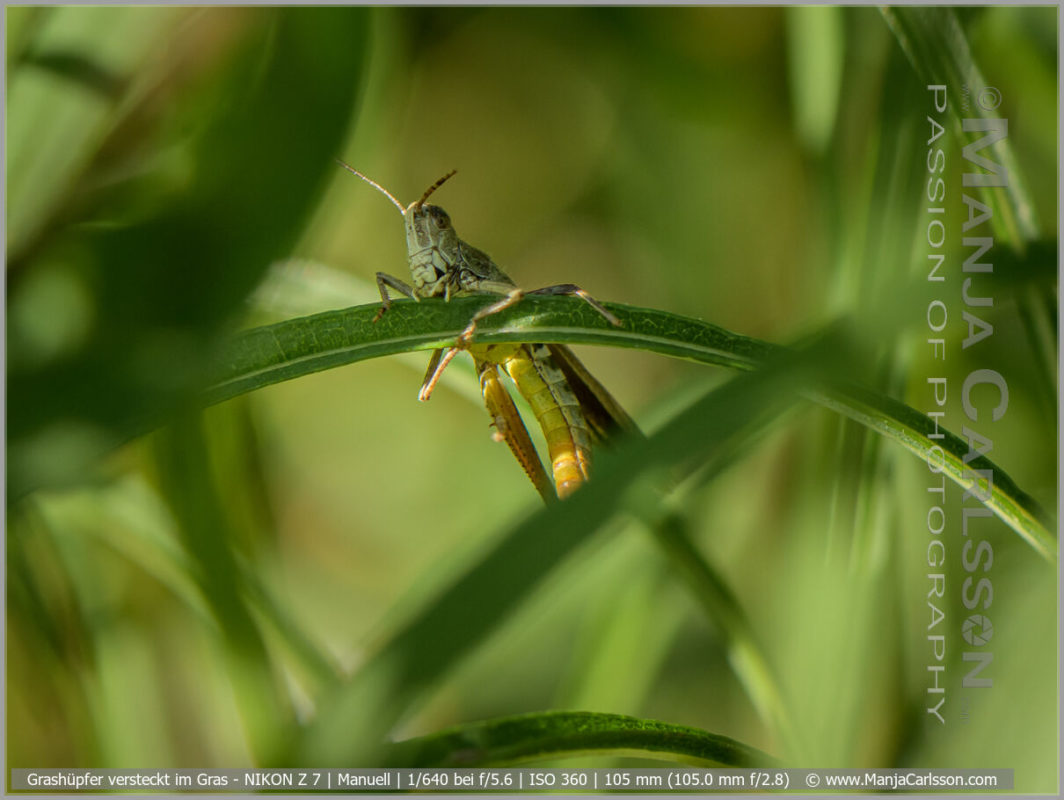 Grashüpfer versteckt im Gras