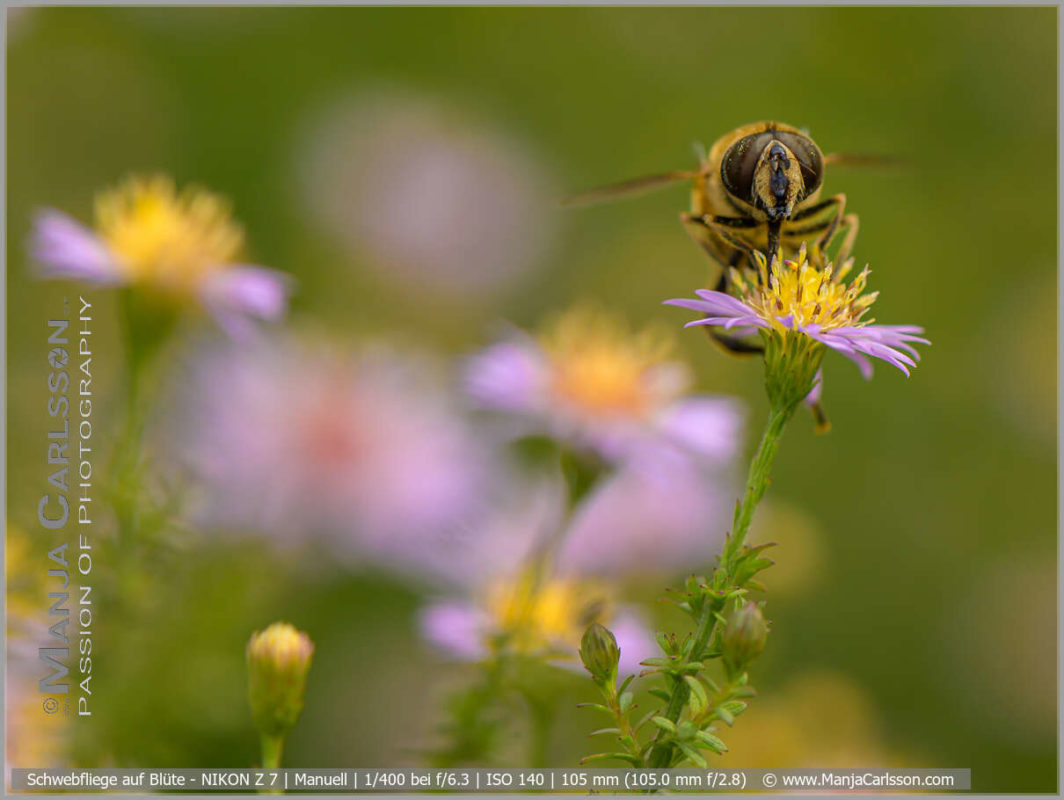 Schwebfliege auf Blüte schleckt Nektar