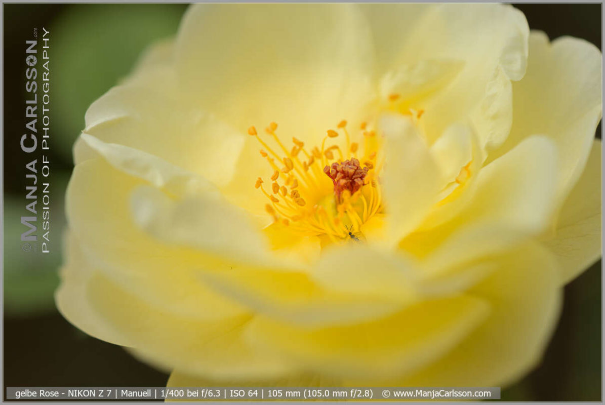 Insekt auf Staubblatt in gelber Rose