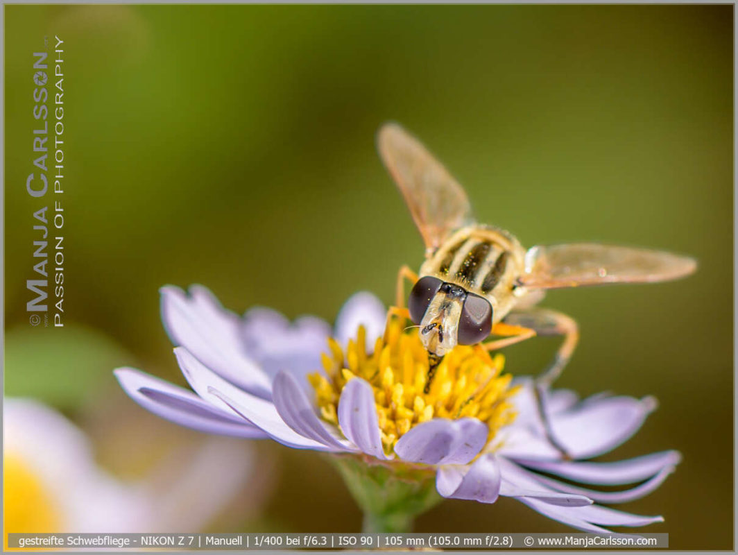 gestreifte Schwebfliege auf Blüte