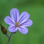 lila Blümchen am Wegesrand