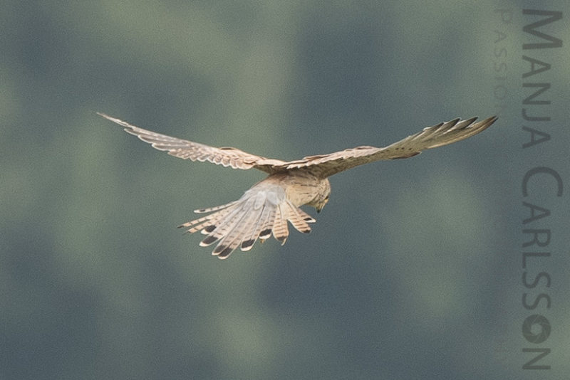 Falke auf Jagd - Flugpositionen