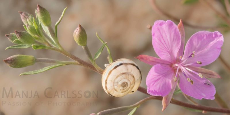 rosa Bergblume mit Schnecke