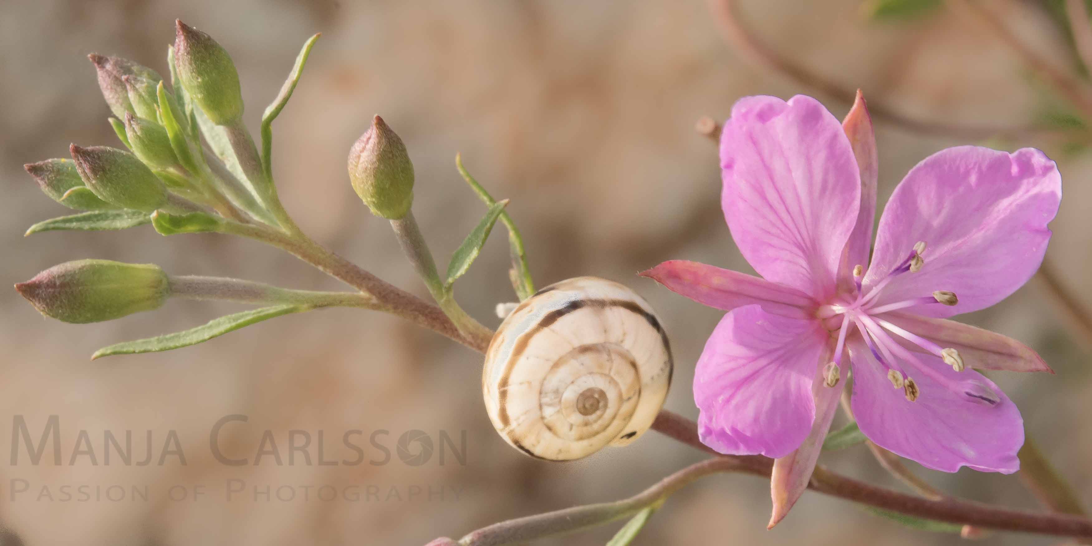 rosa Bergblume mit Schnecke