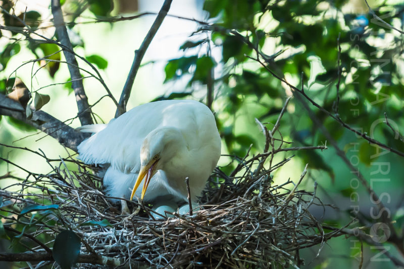 Kuhreiher (Egret - Bubulcus Ibis) beim Brüten ©Manja Carlsson