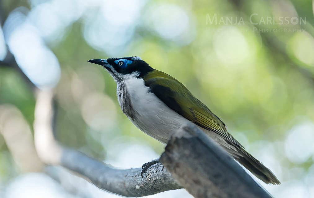 Blauohr-Honigfresser (Entomyzon cyanotis) © www.ManjaCarlsson.com - All rights reserved.