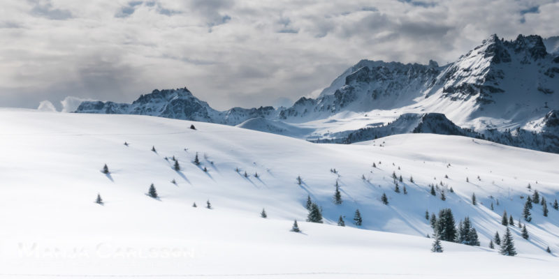 Tannen im vielen Schnee versunken © Manja Carlsson