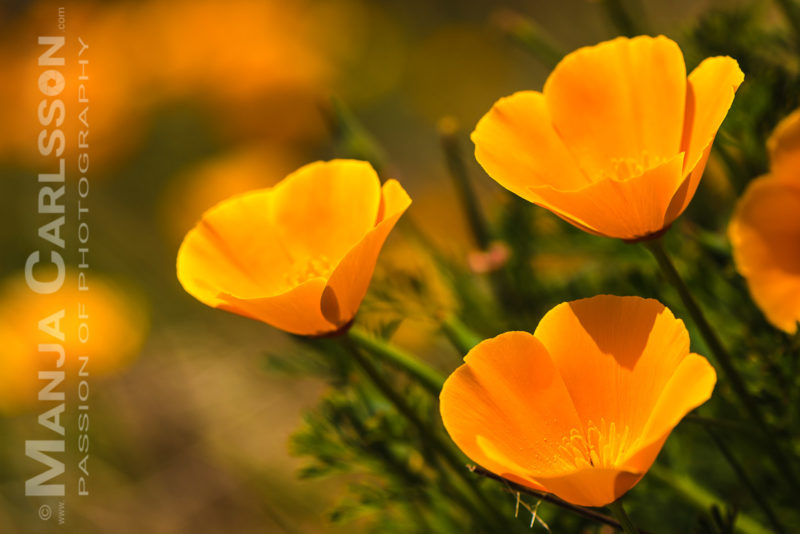 kalifornische Mohnblumen - Goldmohn auf Teneriffa