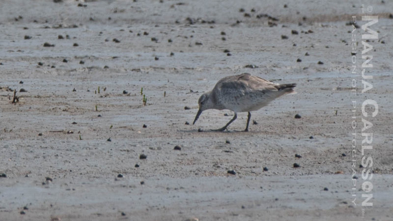 Knutt - Strandläufer im Watt auf Nahrungssuche